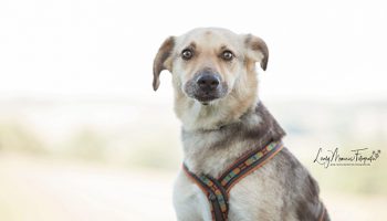 Pfotenrevier Hundeschule Nala Portrait