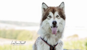 Pfotenrevier Hundeschule Toruq Portrait