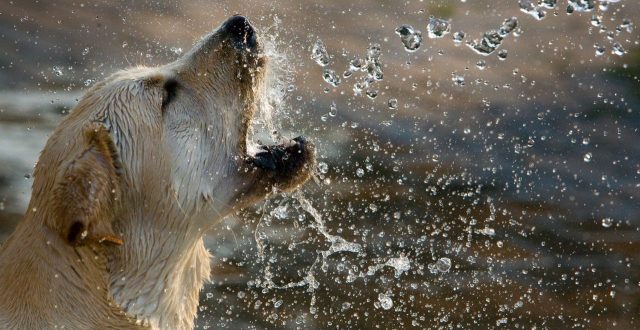 Dogs Yellow Labrador Retriever Animal Golden 160740