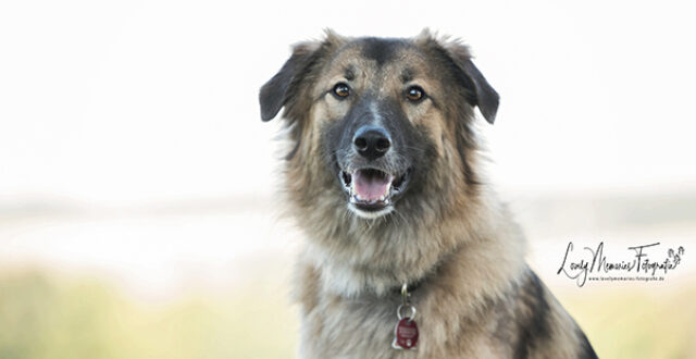 Pfotenrevier Hundeschule Akalina Portait