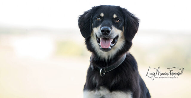 Pfotenrevier Hundeschule Moira Portrait