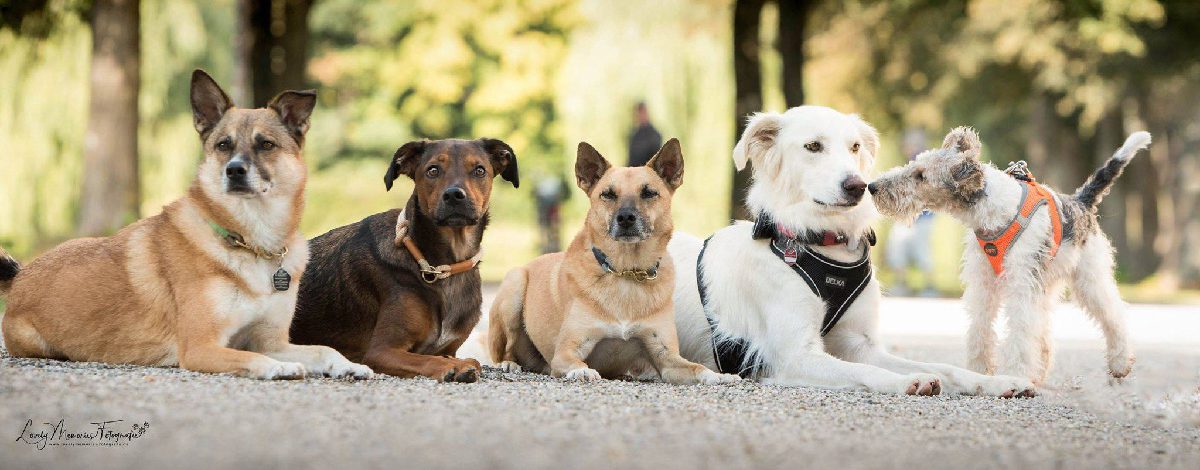 Hunde